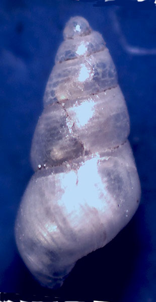 Odostomia conferma specie